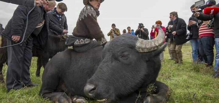 Завезені на Одещину водяні буйволи мають врятувати озера Бесарабії