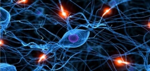 Учёные установили способ восстанавливать нервные клетки