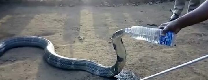 Умирающая от жажды кобра попросила помощи у людей