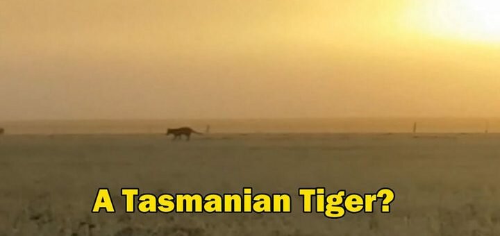 Исчезнувший в прошлом веке тасманийский волк попал на видео