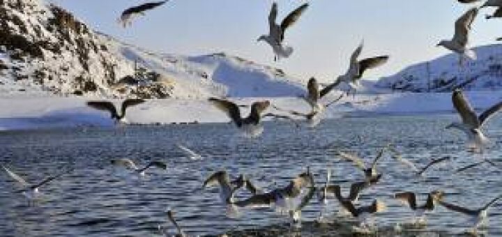 Ученые предупреждают о климатической катастрофе в Баренцевом море