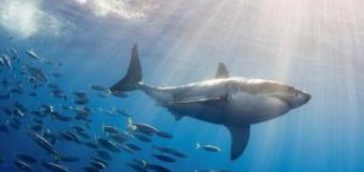 Антициклон – благодатная среда для больших белых акул