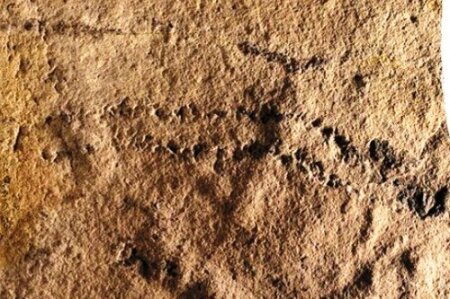 Найдены самые древние следы на Земле