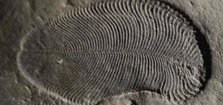Обнаружены останки одного из первых животных на Земле