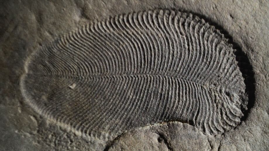 Обнаружены останки одного из первых животных на Земле