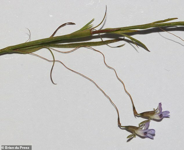 В Южной Африке нашли цветок, ранее считавшийся вымершим