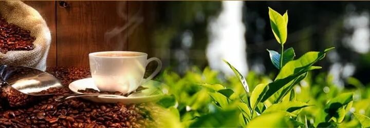 Интернет магазин CoffeePub: оцениваем различные сорта кофе и чая