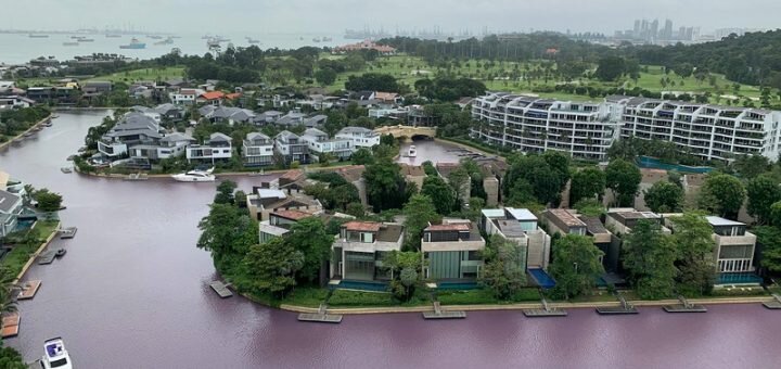 В Сингапуре в одной из рек вода  стала розовой  и убивает рыбу