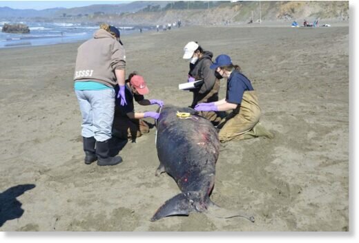 Редкого карликового кашалота выбросило на пляже Сонома-Кост в Калифорнии