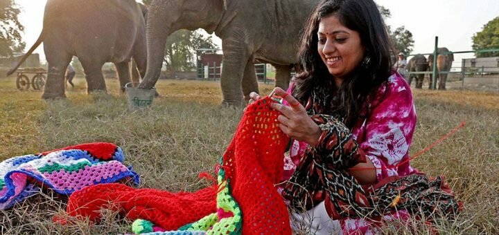 В'язані піжами для слонів - як рятують тварин від холоду