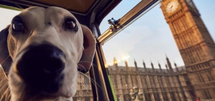 Екскурсійний автобус для собак запустили в Лондоні (фото)