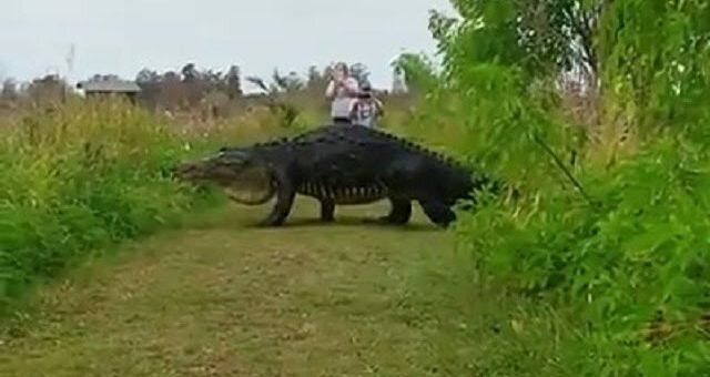 Гігантський алігатор у Флориді спокійно гуляє між людьми (відео)