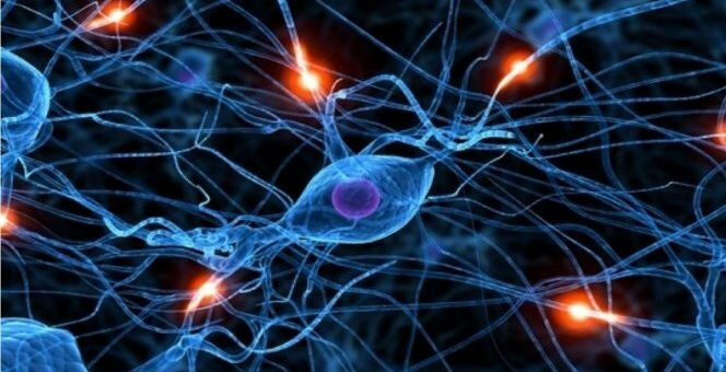 Учёные установили способ восстанавливать нервные клетки