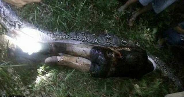 На острове Сулавеси гигантский питон проглотил человека