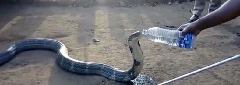 Умирающая от жажды кобра попросила помощи у людей