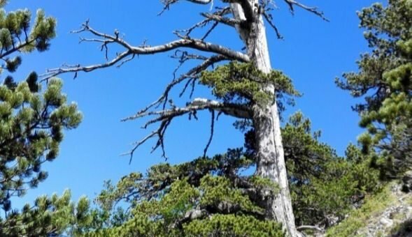 На юге Италии обнаружено старейшее дерево Европы